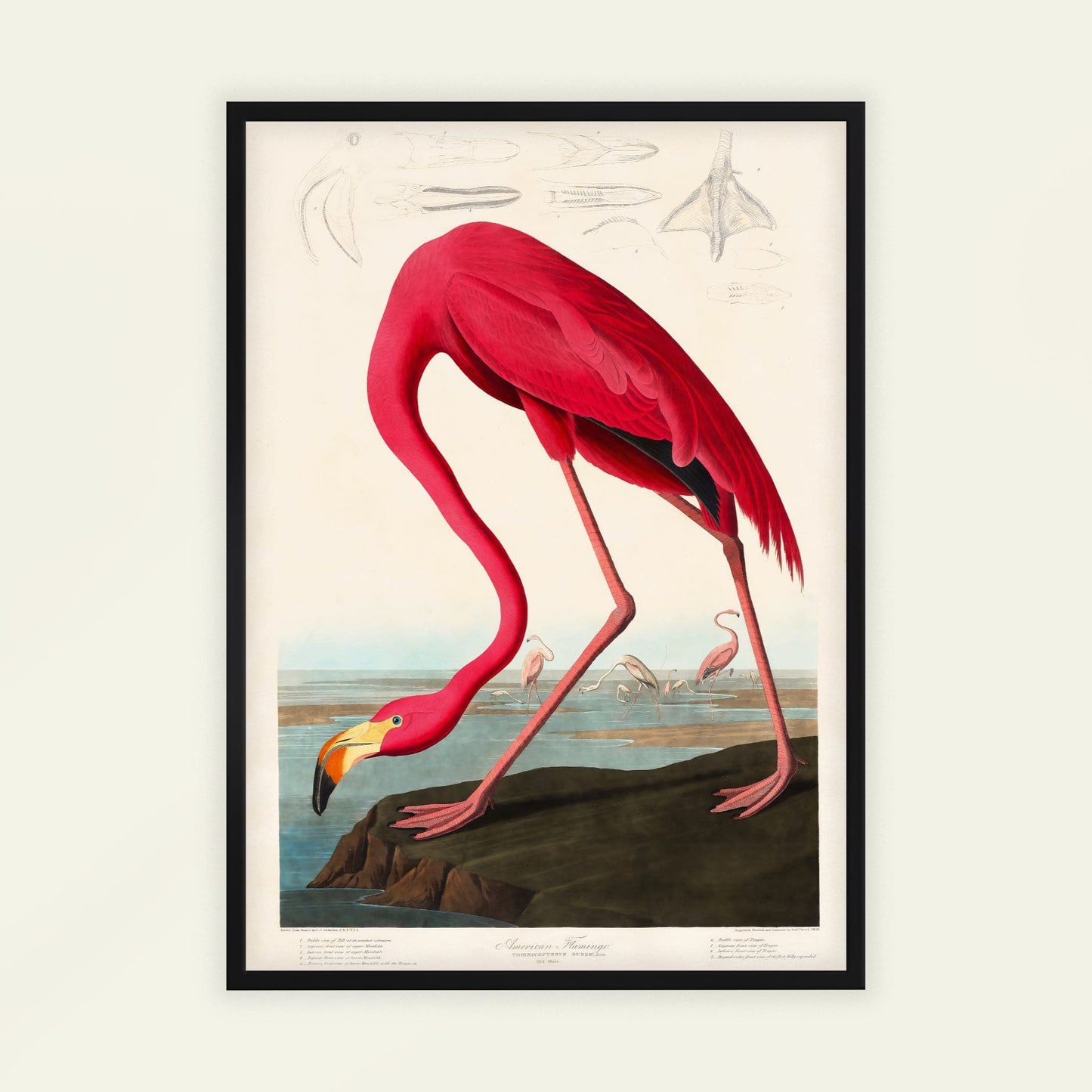 American Flamingo by John James Audubon, wildlife wall art, antique illustration, American ornithology, natural history, framed print, framed wall art, art poster