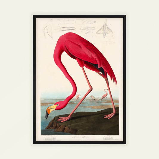 American Flamingo by John James Audubon. Framed artwork of a pink flamingo on a white wall