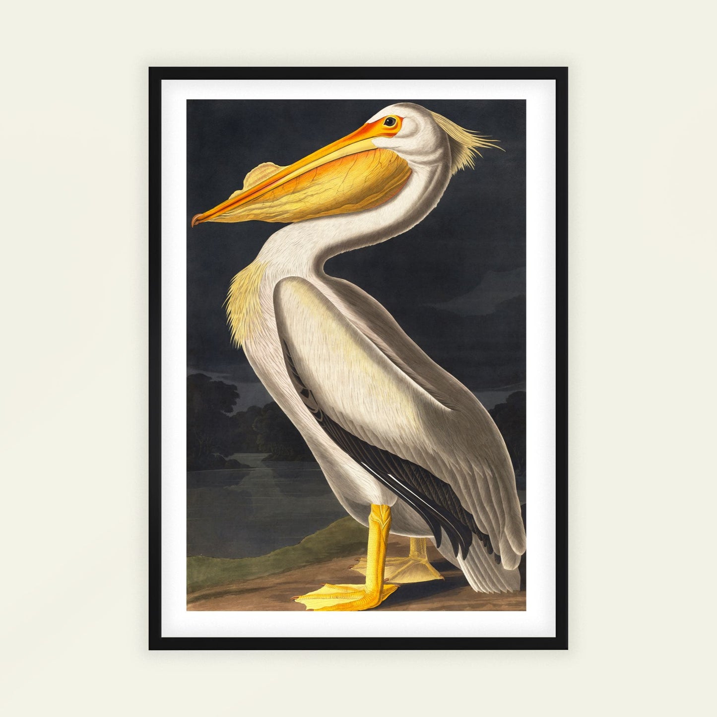 American White Pelican by John James Audubon, nature poster, natural history print, American wildlife, antique, affordable wall art, framed wall art, art poster