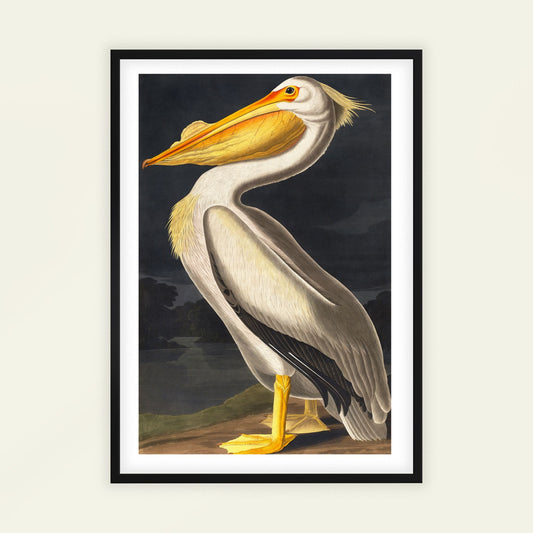American White Pelican by John James Audubon. Framed artwork of a pelican on a dark background