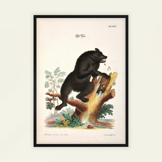 Bear by Johann Daniel Meyer. Framed vintage-style illustration of a black bear on a branch