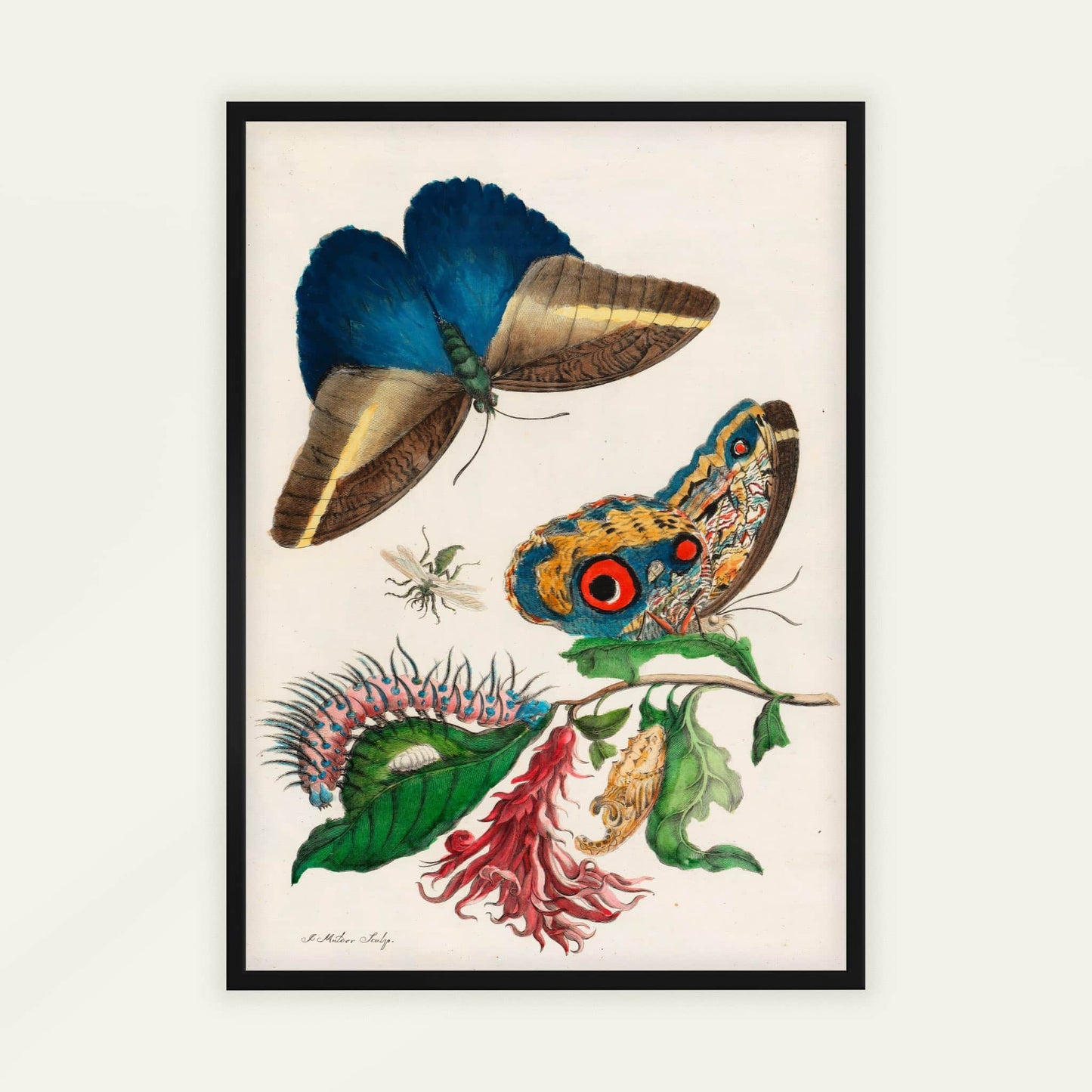 Cardinal's Guard and Giant Owl Butterflies by Maria Sibylla Merian, animal print, nature poster, German insect, scientific illustration, living room wall art, framed wall art, art poster