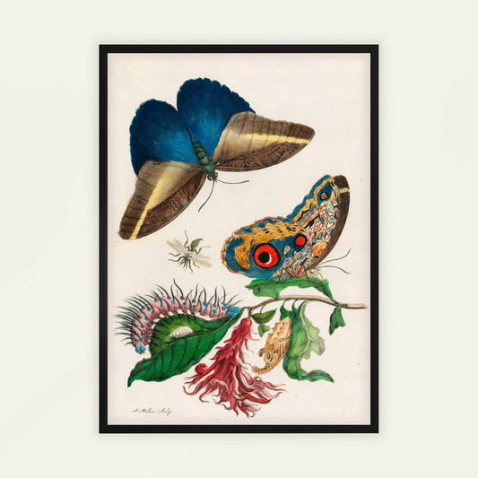 Cardinal's Guard and Giant Owl Butterflies by Maria Sibylla Merian. Framed artwork of two colorful butterflies on a branch with leaves and flowers.