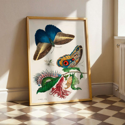 Cardinal's Guard and Giant Owl Butterflies by Maria Sibylla Merian. Framed artwork of butterflies and flowers on a wall with checkered floor.