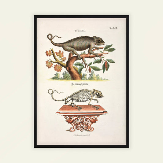 Chameleon by Johann Daniel Meyer. Framed artwork of a chameleon on a branch with its skeleton below, on a light beige background.