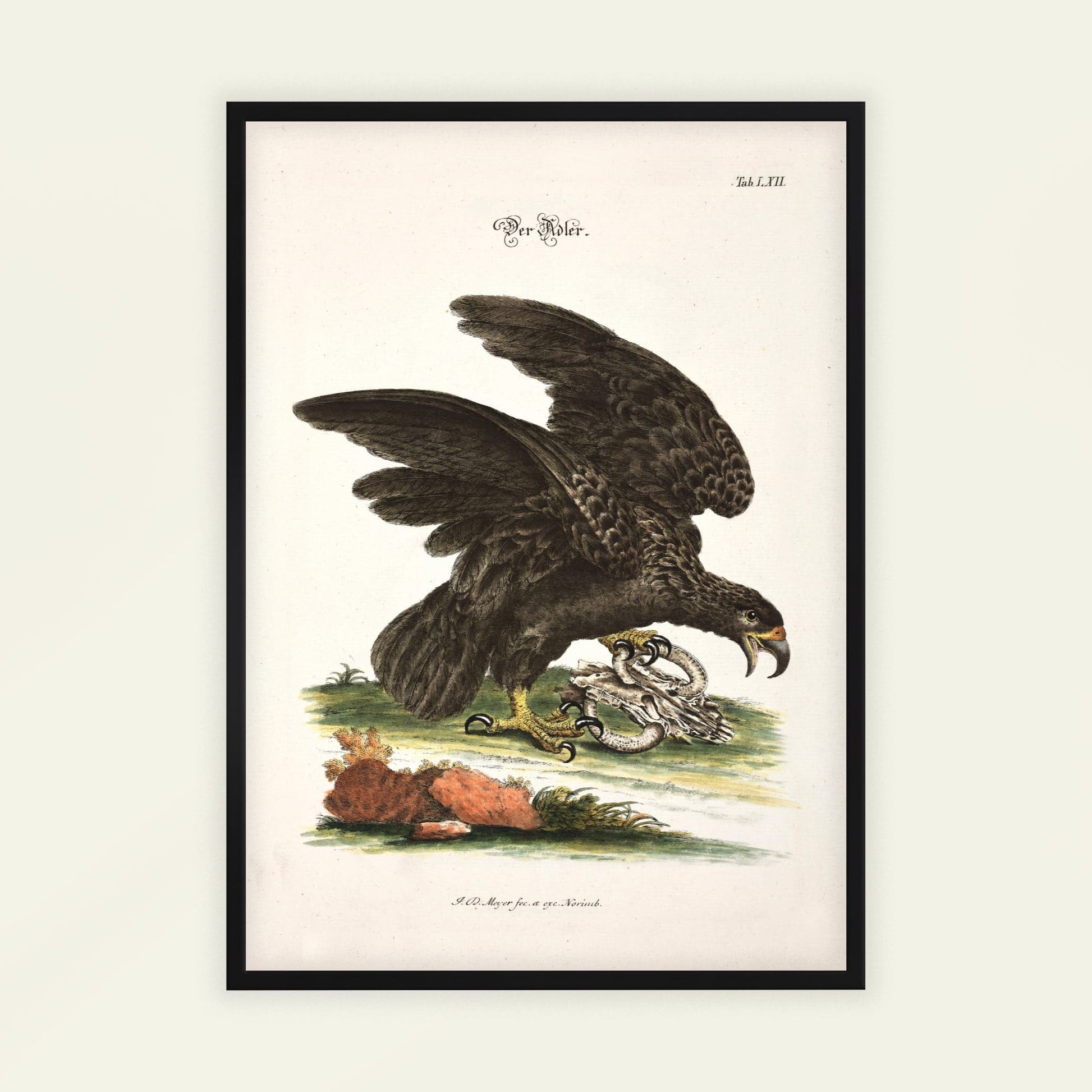 Eagle by Johann Daniel Meyer, nature poster, natural history print, German antique, scientific, modern home decor, framed wall art, art poster