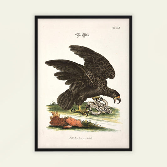Eagle by Johann Daniel Meyer. Framed vintage-style illustration of an eagle with a snake, on a light background.
