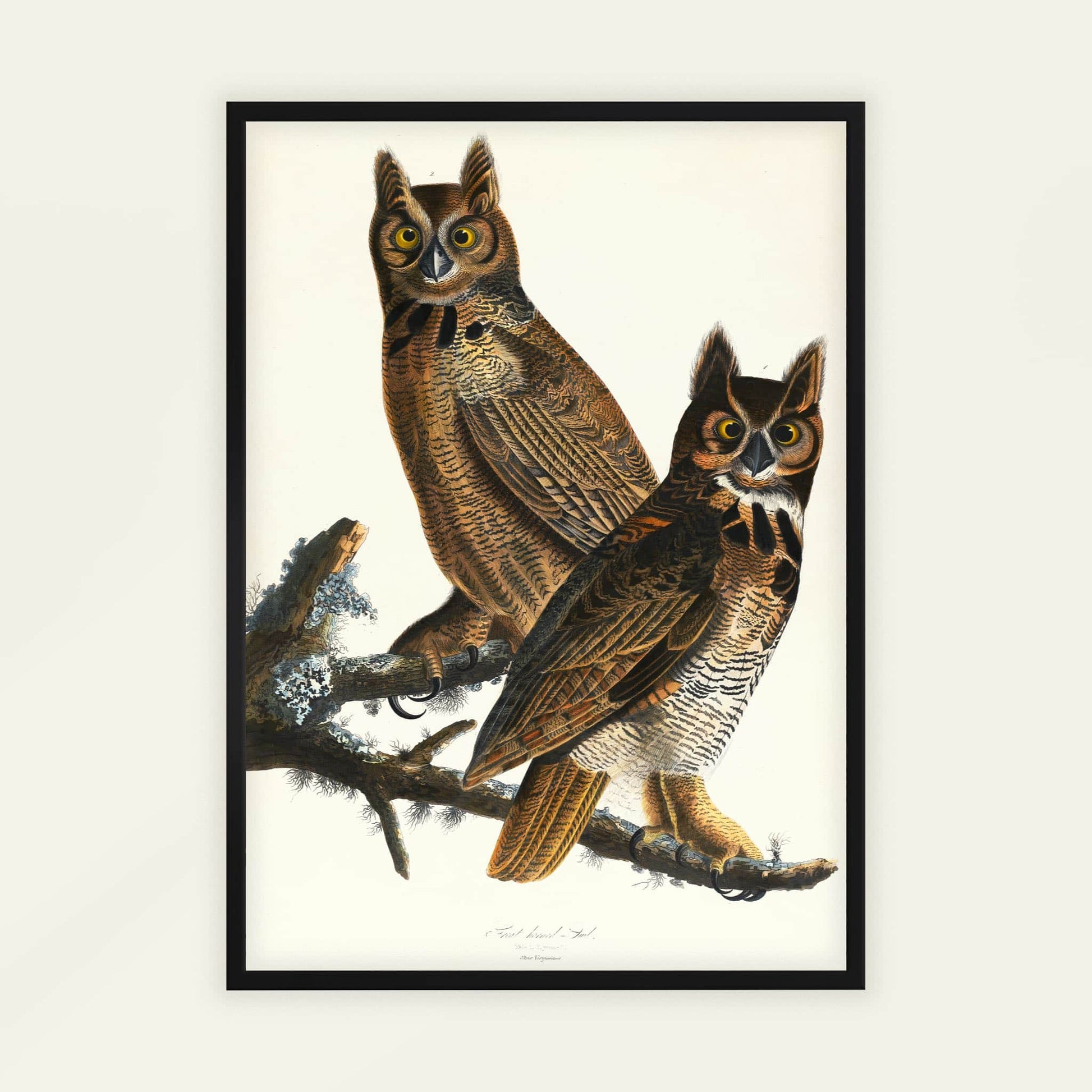 Great Horned Owl by John James Audubon, wildlife wall art, antique illustration, American ornithology, natural history, living room wall art, framed wall art, art poster