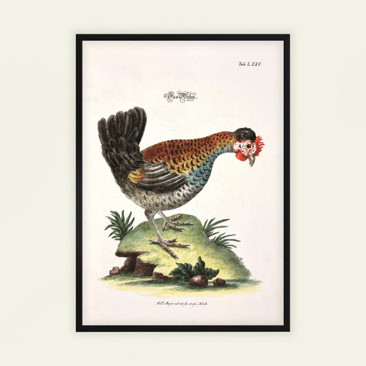Hen by Johann Daniel Meyer. Framed illustration of a colorful rooster on a white background