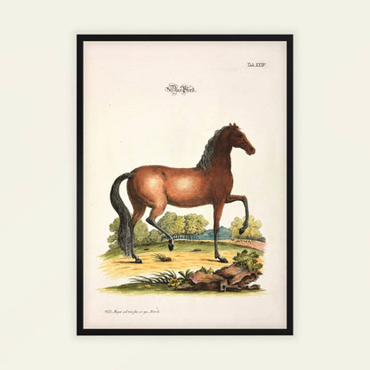 Horse by Johann Daniel Meyer, nature poster, natural history print, German antique, scientific, statement print, framed wall art, art poster