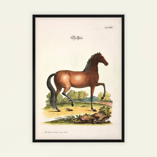Horse by Johann Daniel Meyer. Framed vintage-style illustration of a horse in a natural setting