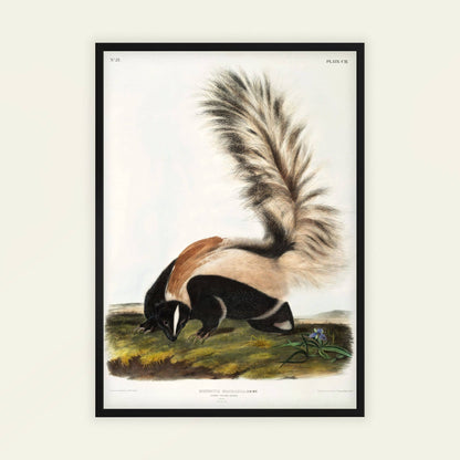 Large-tailed Skunk by John James Audubon, wildlife wall art, antique illustration, American ornithology, natural history, fine art poster, framed wall art, art poster