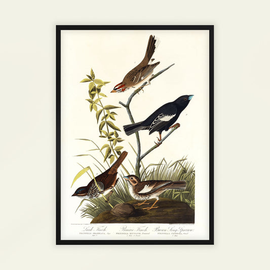 Lark Finch, Prairie Finch and Brown Song Sparrow by John James Audubon. Framed artwork of birds on a branch with a white background