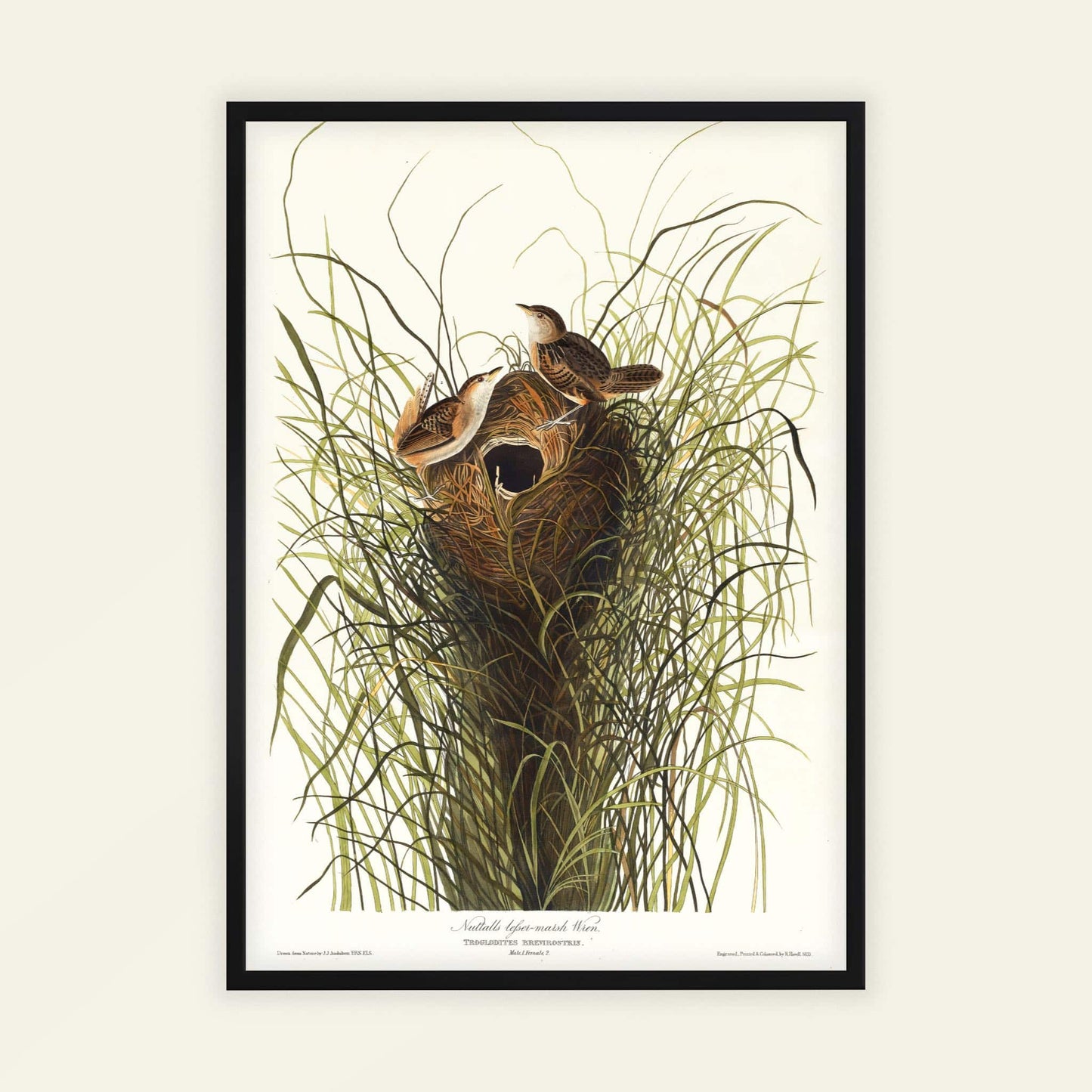 Nuttall's Lesser-Marsh Wren by John James Audubon, wildlife wall art, antique illustration, American ornithology, natural history, affordable wall art, framed wall art, art poster