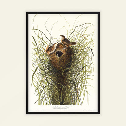 Nuttall's Lesser-Marsh Wren by John James Audubon, wildlife wall art, antique illustration, American ornithology, natural history, affordable wall art, framed wall art, art poster