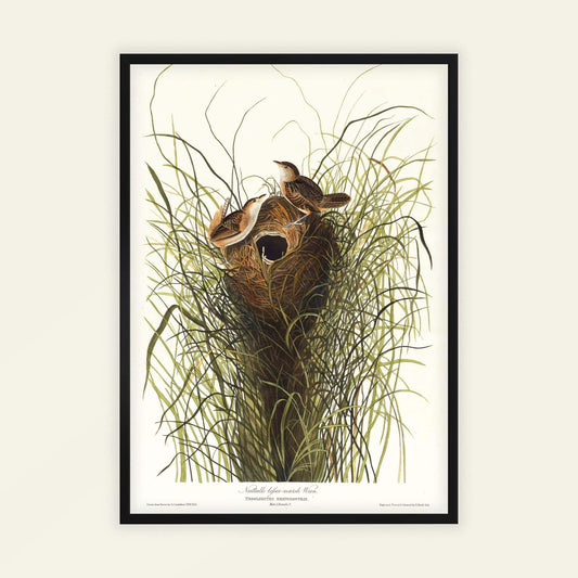 Nuttall's Lesser-Marsh Wren by John James Audubon, wildlife wall art, antique illustration, American ornithology, natural history, affordable wall art, framed wall art, art poster