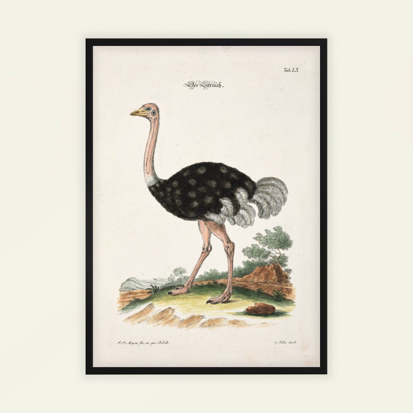 Ostrich by Johann Daniel Meyer, antique illustration, animal print, German zoological, natural history, statement print, framed wall art, art poster