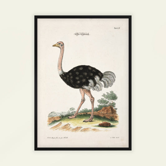 Ostrich by Johann Daniel Meyer. Framed vintage-style illustration of an ostrich on a beige background