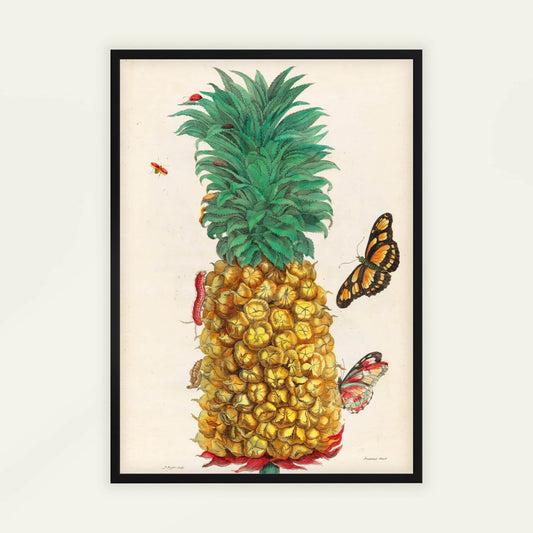 Pineapple by Maria Sibylla Merian. Framed artwork of a pineapple with butterflies on a light background