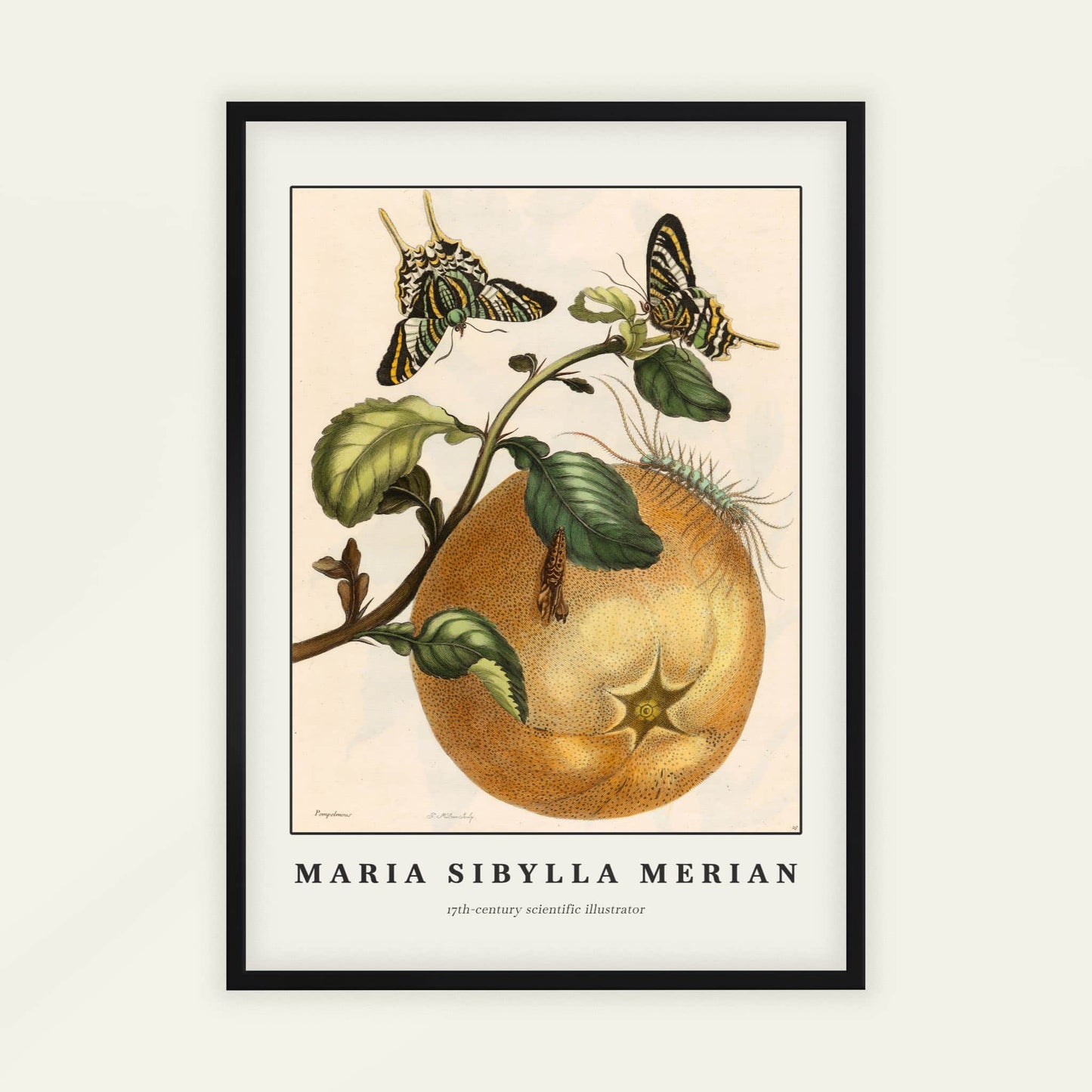 Pomelo fruit with butterflies by Maria Sibylla Merian, animal print, nature poster, German natural history, Suriname, unique art print, framed wall art, art poster