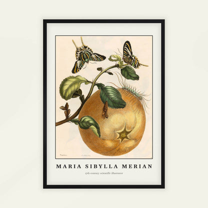 Pomelo fruit with butterflies by Maria Sibylla Merian, animal print, nature poster, German natural history, Suriname, unique art print, framed wall art, art poster