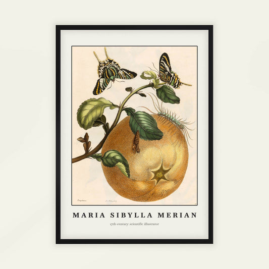 Pomelo fruit with butterflies by Maria Sibylla Merian. Framed botanical illustration with butterflies and an orange, signed 'Maria Sibylla Merian'.