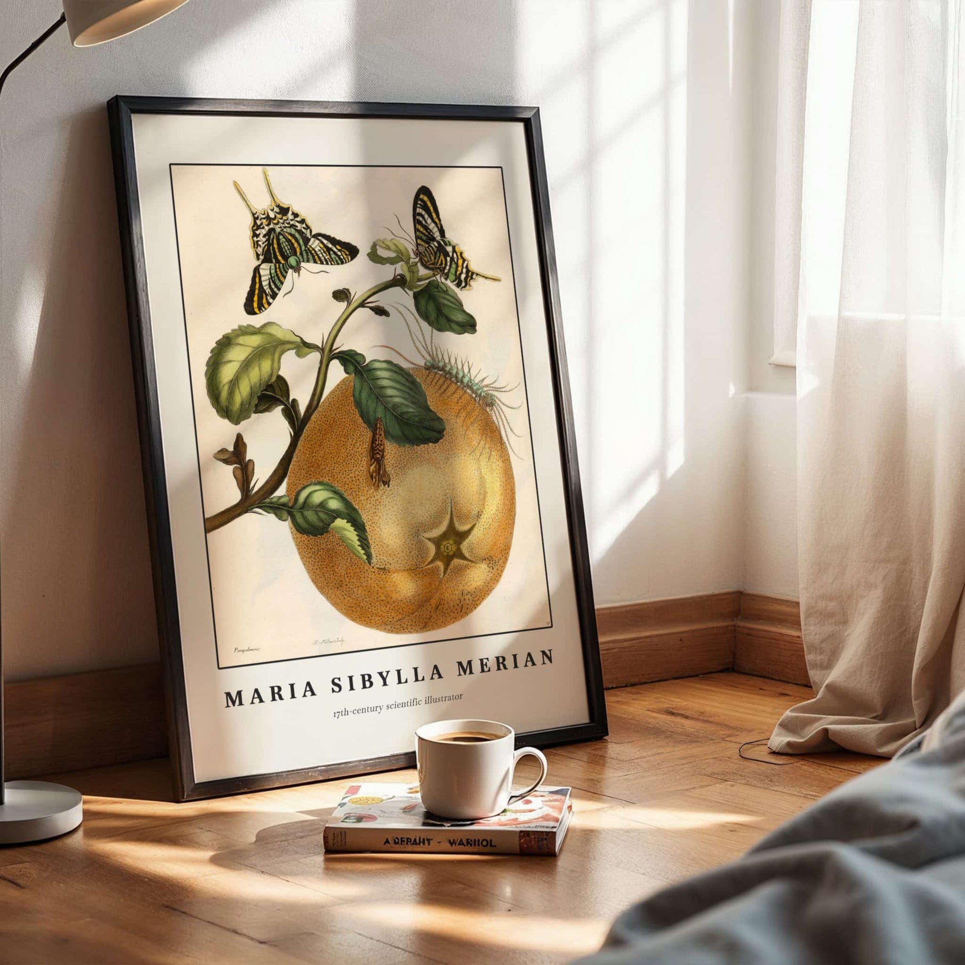 Pomelo fruit with butterflies by Maria Sibylla Merian, antique illustration, wildlife wall art, German insect, scientific illustration, bedroom wall decor, framed wall art, art poster