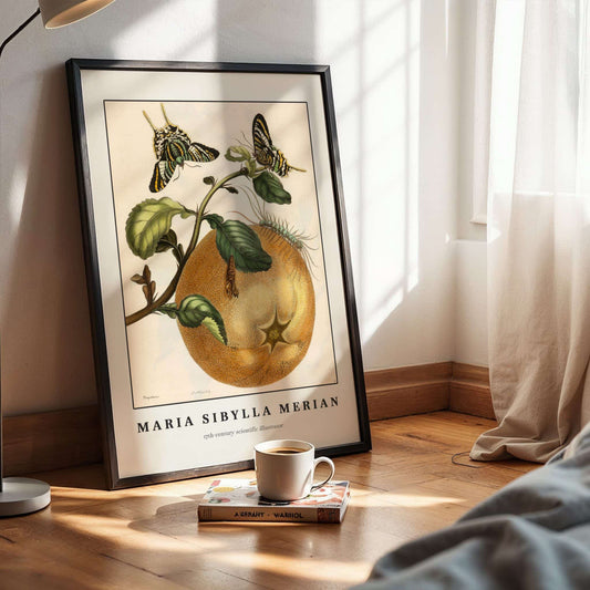 Pomelo fruit with butterflies by Maria Sibylla Merian. Framed botanical print of an apple with butterflies on a wooden surface, sunlight streaming through curtains.