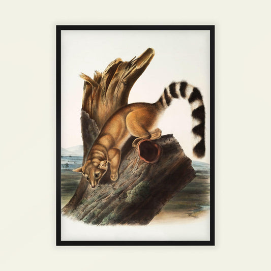 Ring-Tailed Bassaris by John James Audubon, natural history print, wildlife wall art, American antique, ornithology, affordable wall art, framed wall art, art poster