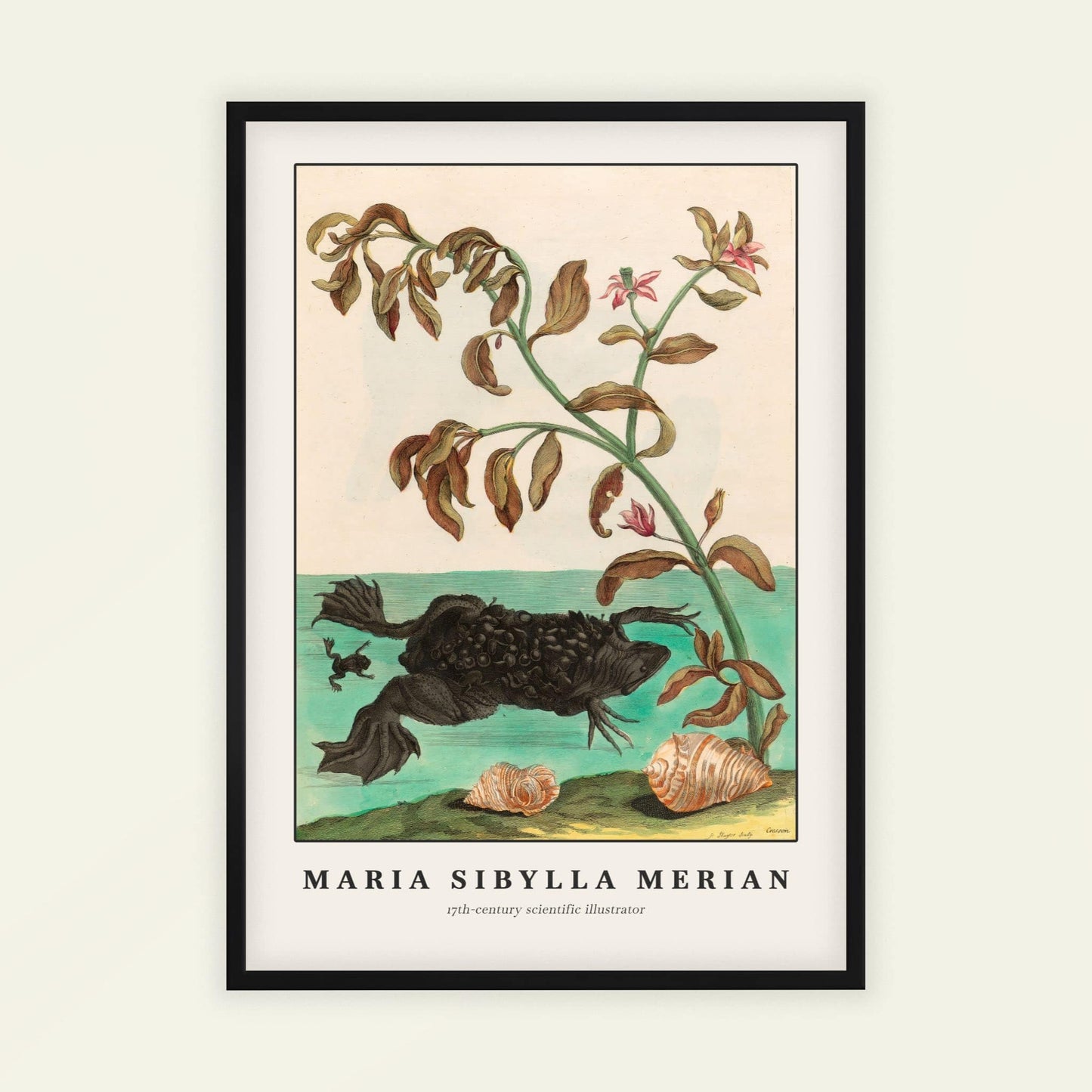 Suriname Toad by Maria Sibylla Merian, botanical print, nature decor, German botanical, natural history, bedroom wall decor, framed wall art, art poster