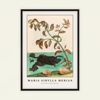Suriname Toad by Maria Sibylla Merian, botanical print, nature decor, German botanical, natural history, bedroom wall decor, framed wall art, art poster