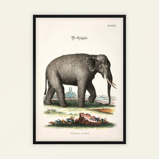 The Elephant by Johann Daniel Meyer. Framed vintage-style illustration of an elephant on a plain background