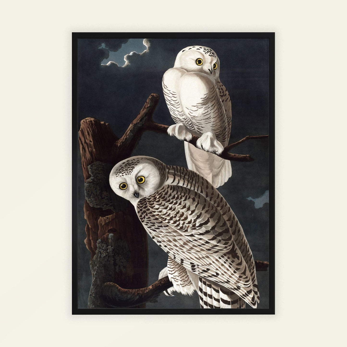The Snowy Owl by John James Audubon, wildlife wall art, landscape print, American natural history, bird, vintage poster, framed wall art, art poster