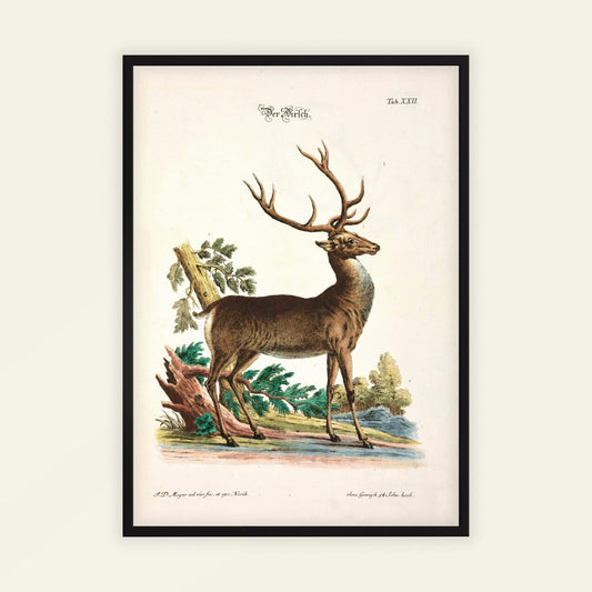 The Stag by Johann Daniel Meyer. Framed vintage-style illustration of a deer with antlers on a natural landscape.