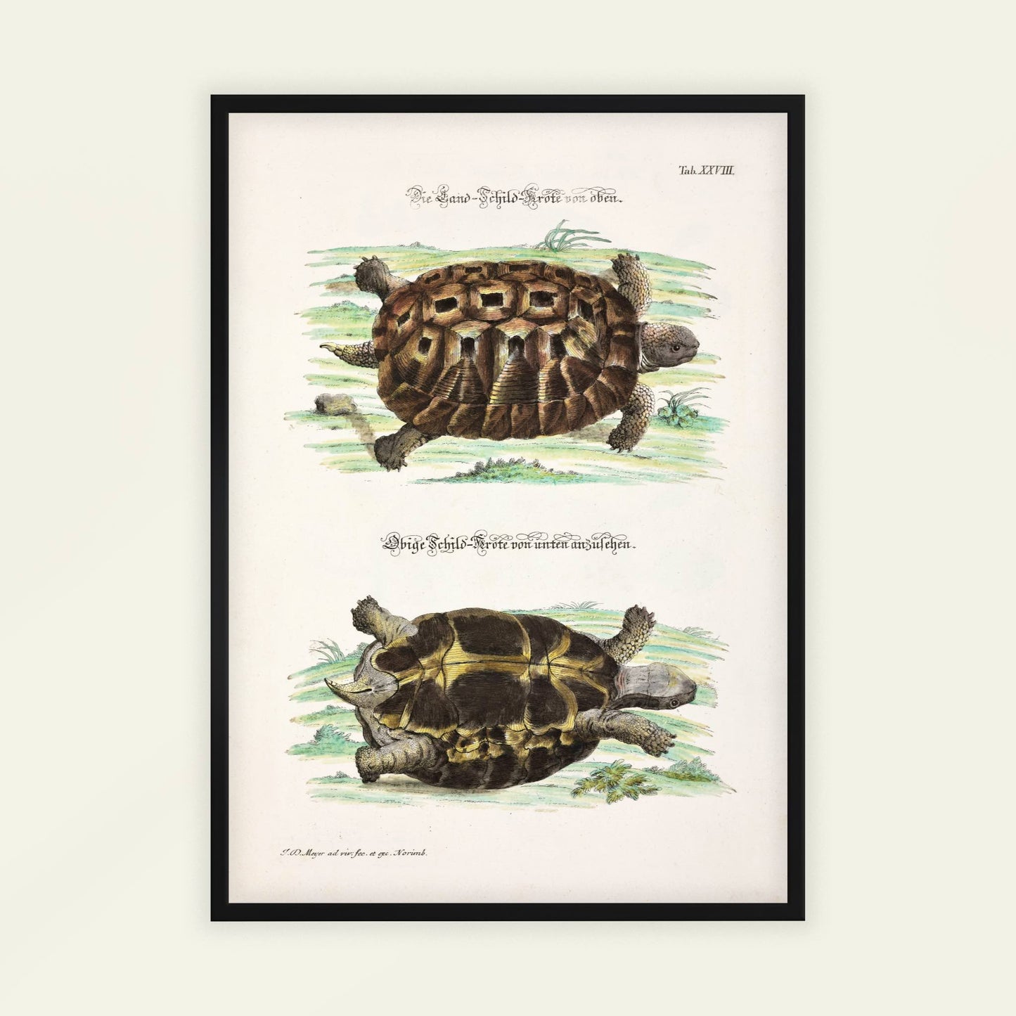 Tortoise by Johann Daniel Meyer, natural history print, wildlife wall art, German scientific, animal engraving, small art print, framed wall art, art poster