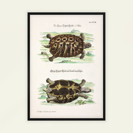 Tortoise by Johann Daniel Meyer. Framed artwork of two turtles on a light background