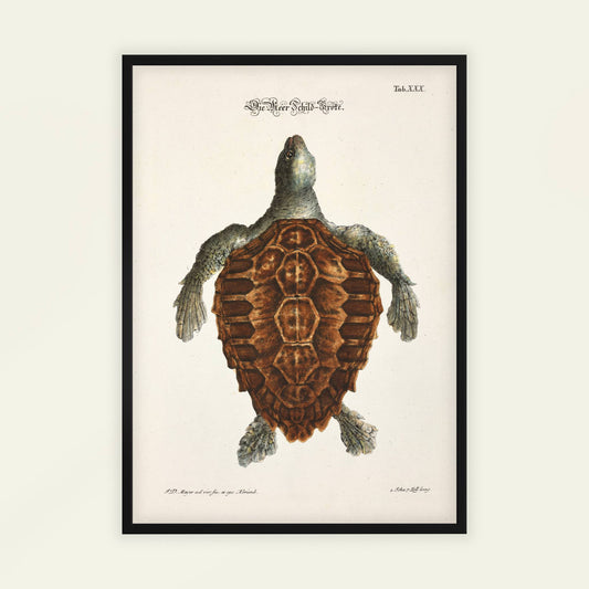 Tortoise by Johann Daniel Meyer. Framed artwork of a turtle on a beige background