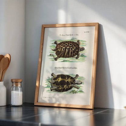 Tortoise by Johann Daniel Meyer, antique illustration, animal print, German zoological, natural history, fine art poster, framed wall art, art poster
