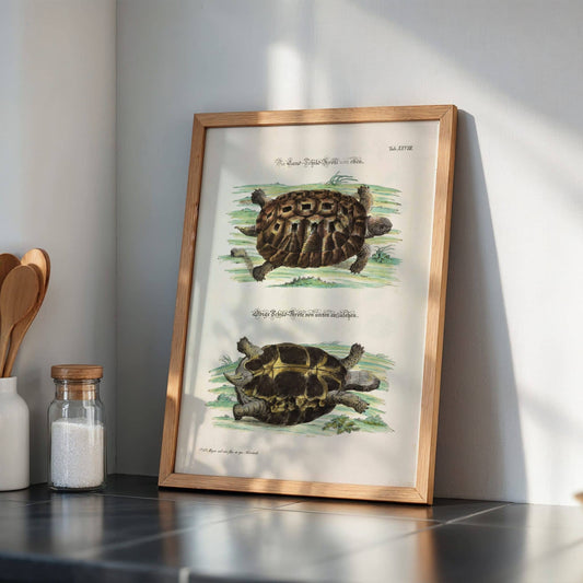 Tortoise by Johann Daniel Meyer. Framed artwork of turtles on a kitchen counter