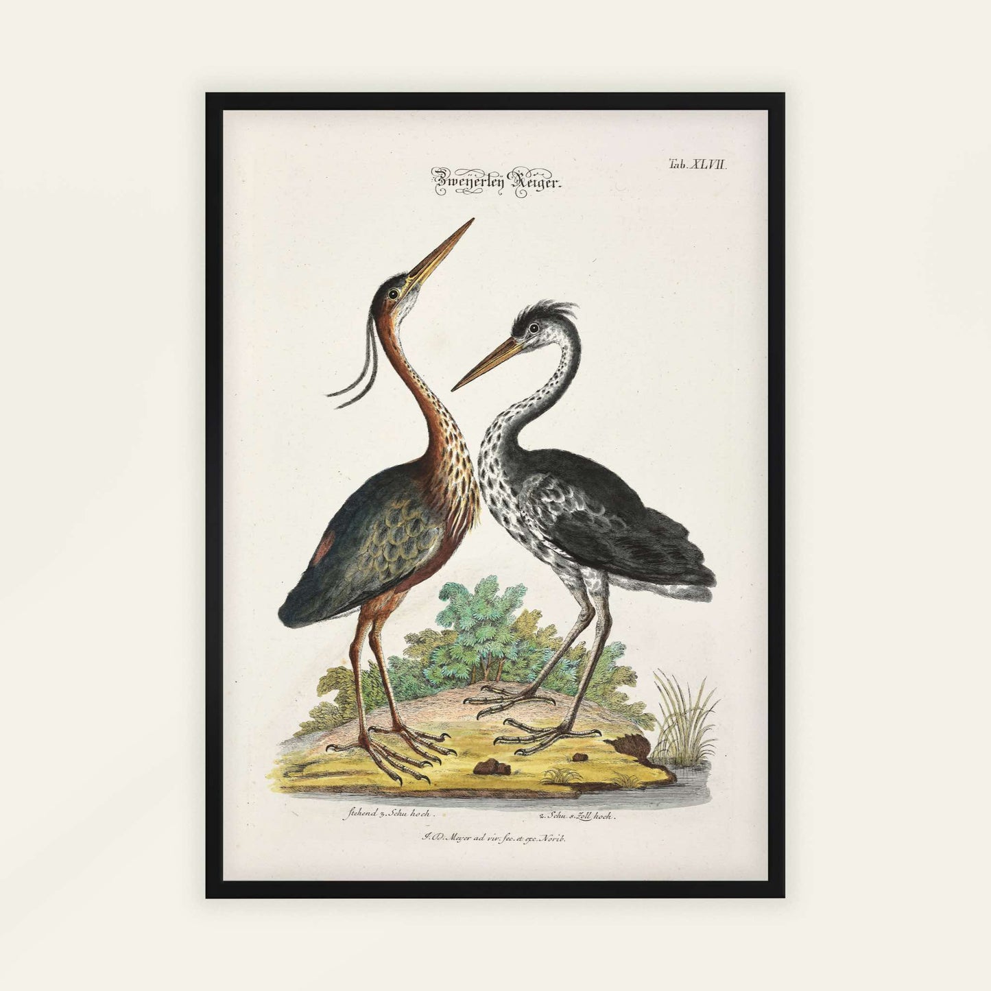 Two Purple Herons by Johann Daniel Meyer, antique illustration, animal print, German zoological, natural history, framed print, framed wall art, art poster