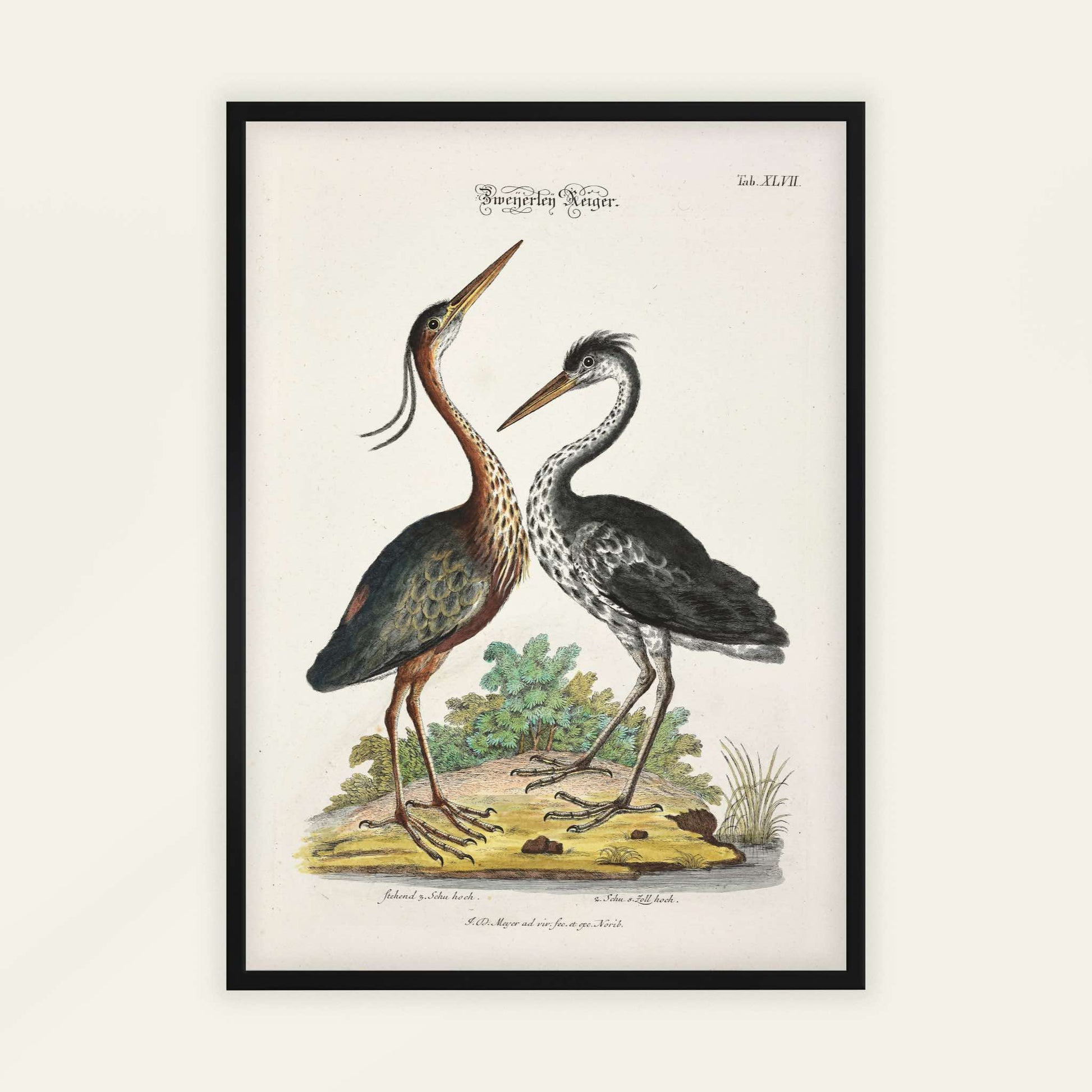 Two Purple Herons by Johann Daniel Meyer, antique illustration, animal print, German zoological, natural history, framed print, framed wall art, art poster