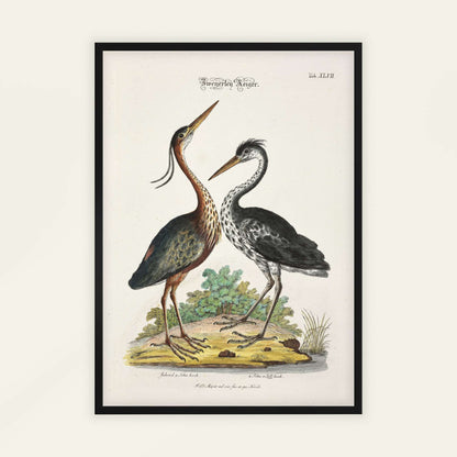 Two Purple Herons by Johann Daniel Meyer, antique illustration, animal print, German zoological, natural history, framed print, framed wall art, art poster