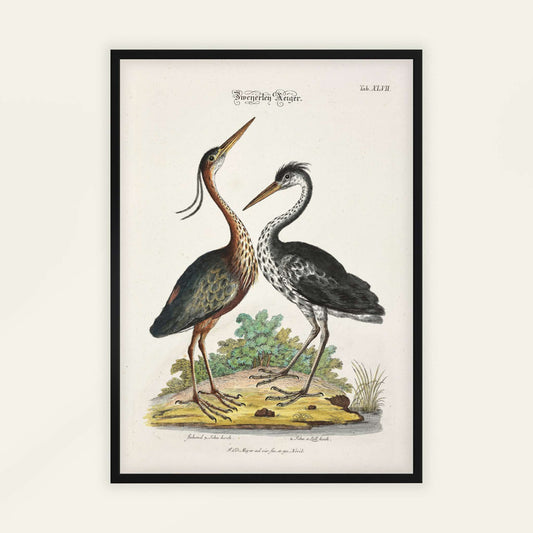 Two Purple Herons by Johann Daniel Meyer. Framed vintage-style illustration of two herons on a white background