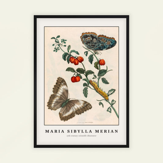 Two butterflies and a caterpillar by Maria Sibylla Merian. Framed artwork of butterflies and a caterpillar on a branch with fruits, by Maria Sibylla Merian.