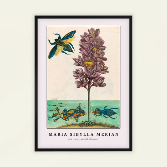 Water hyacinth, tree frog, and giant water bug by Maria Sibylla Merian. Framed artwork by Maria Sibylla Merian featuring a flower and insects on a beige background.