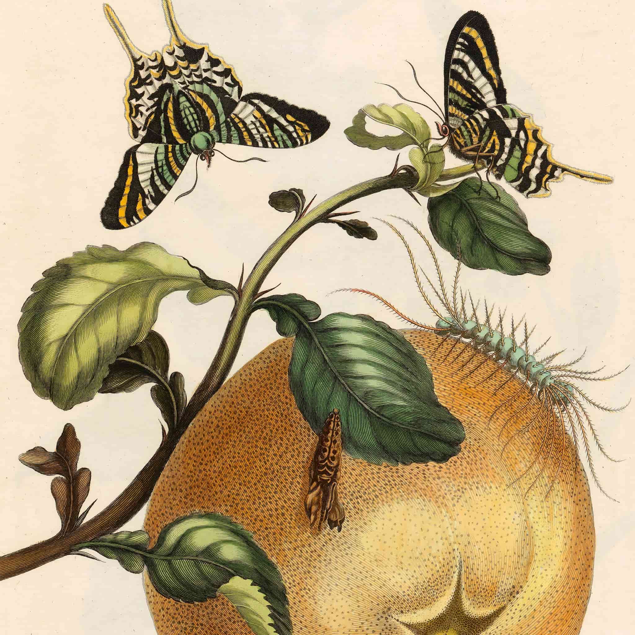 Illustration of butterflies and a caterpillar on leaves and fruit.